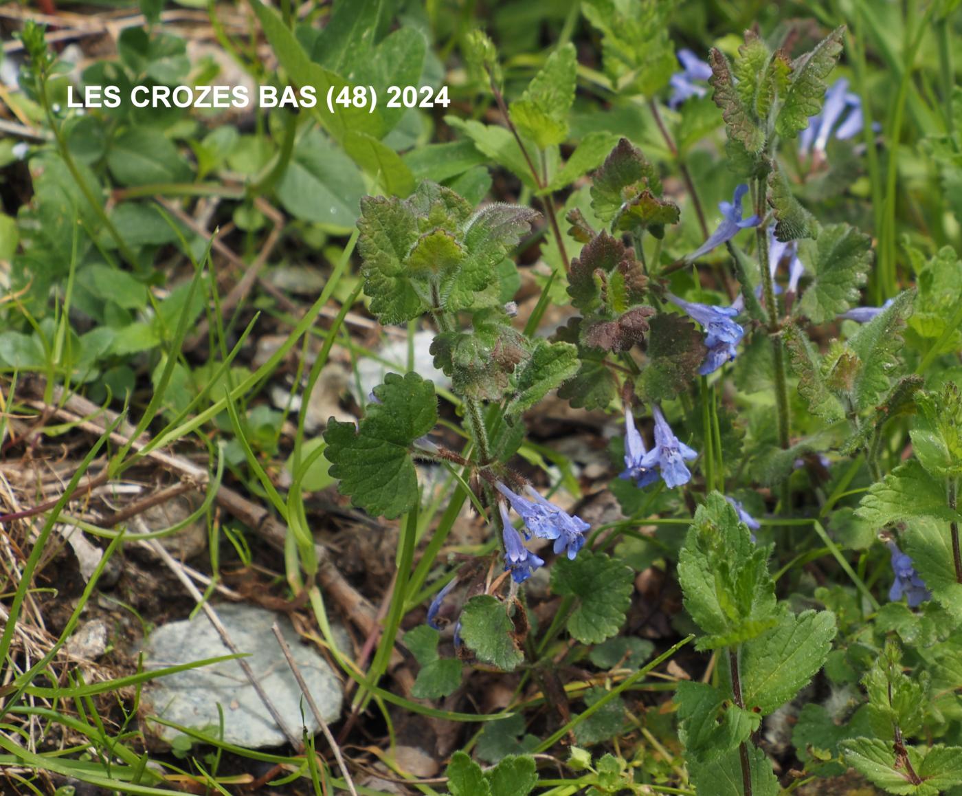 Ground Ivy plant